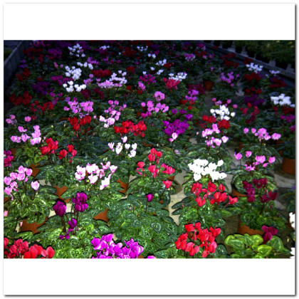 CYCLAMEN MINI Ø:10,5