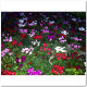 CYCLAMEN MINI Ø:10,5