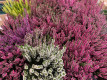 CALLUNA MIX Ø:12