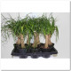 BEAUCARNEA TARRINA