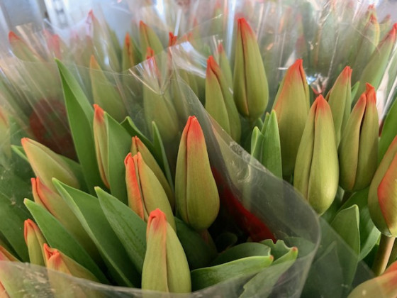 TULIPAN NARANJA POMO X10 TLLS.