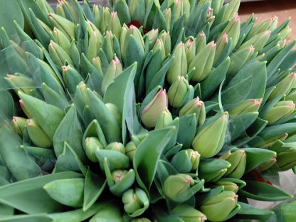 TULIPAN ROSA POMO X10 TLLS.