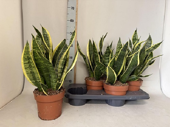 SANSEVIERA TRIFASCIATA Ø:16