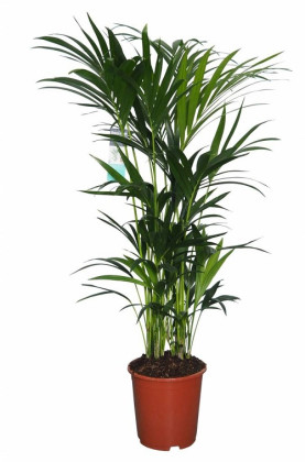 KENTIA Ø:17-120CM
