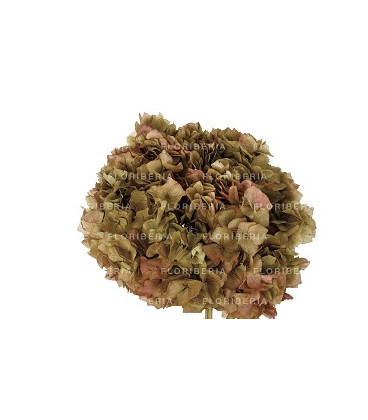 HYDRANGEA PRESERVADA BICOLOR NUDES
