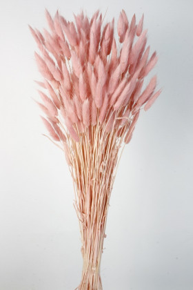 LAGURUS 60CM ROSA