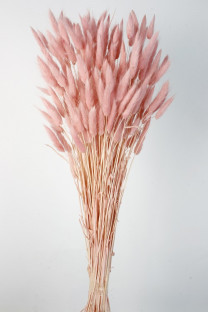 LAGURUS 60CM ROSA