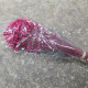 GLIXIA ROSA