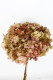 HYDRANGEA PRESERVADA BICOLOR ROSA