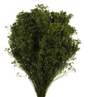 BROOMS VERDE ABETO