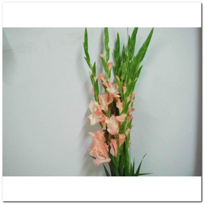 GLADIOLO X10 TLLS EXTRA ROSA