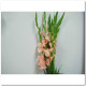 GLADIOLO X10 TLLS EXTRA ROSA