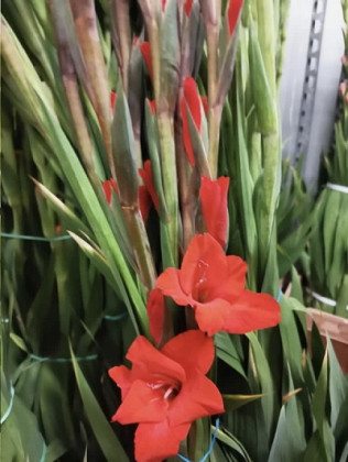 GLADIOLO X10 TLLS EXTRA ROJO
