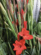 GLADIOLO X10 TLLS EXTRA ROJO