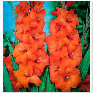 GLADIOLO X10 TLLS. EXTRA (NARANJA/SALMON)
