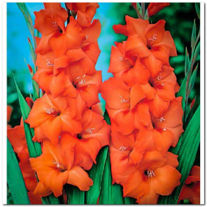 GLADIOLO X10 TLLS. EXTRA (NARANJA/SALMON)