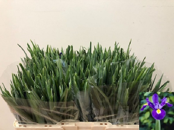 IRIS BLUE MAGIC 50CM X10 TLLS.AZUL