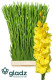 GLADIOLO X10 TLLS EXTRA AMARILLO