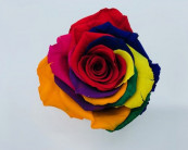 ROSA PRESERVADA